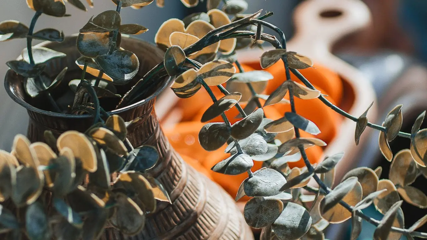 Eucalyptus leaves in a brass vase, close up, with warm orange light behind.